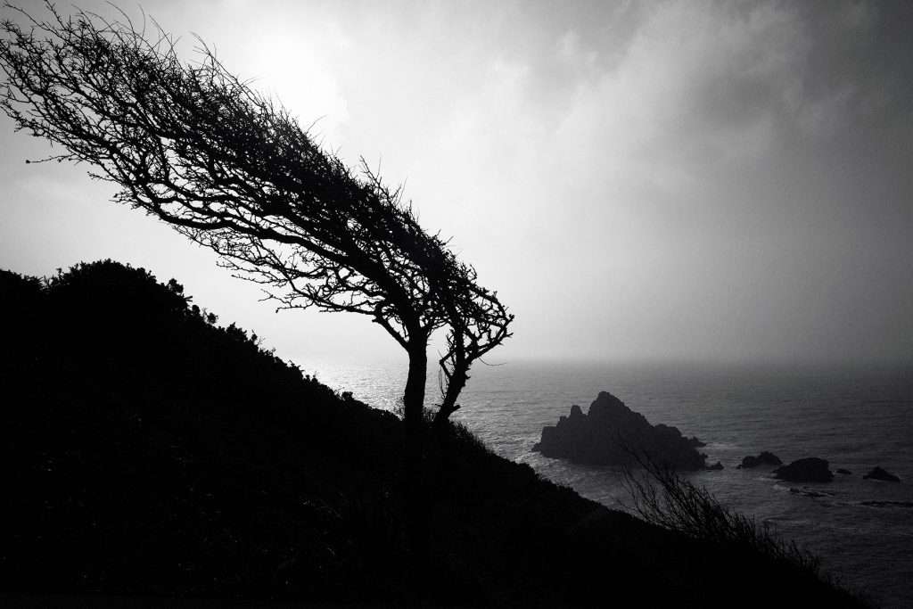 Tree Roger Deakins